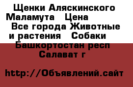 Щенки Аляскинского Маламута › Цена ­ 10 000 - Все города Животные и растения » Собаки   . Башкортостан респ.,Салават г.